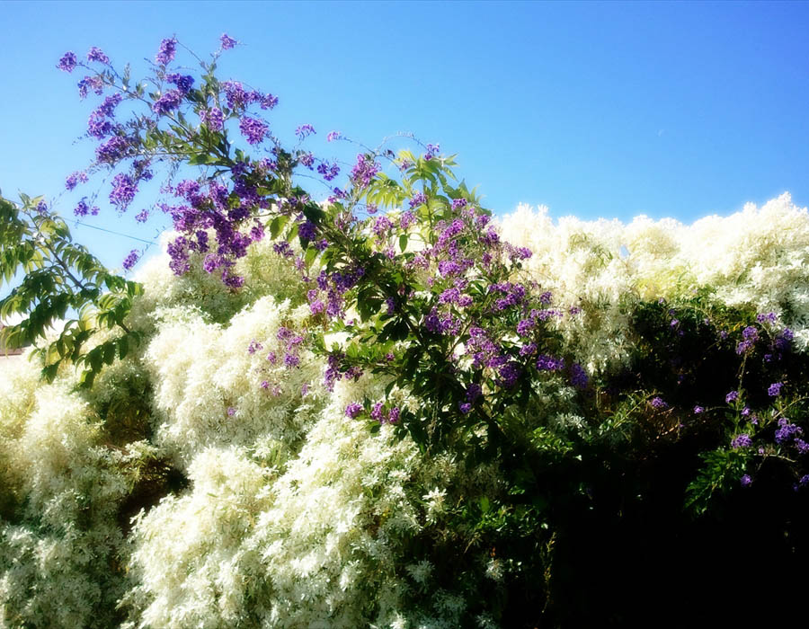 The horizon by the tree