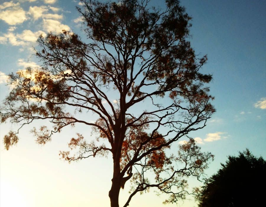 Early morning tree