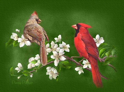 Cardinals