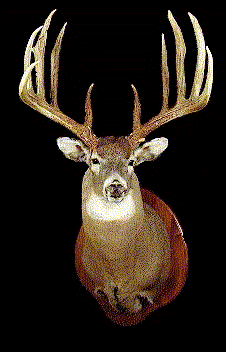 trophybuck.gif (25401 octets)
