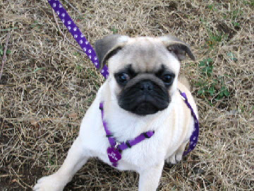 Ottawa PugNic: Lily, the youngest. Photo by Chuck Ross