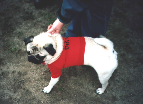 Ottawa PugNic:Pugsly, the little Devil