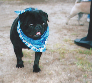 Ottawa PugNic: Spike