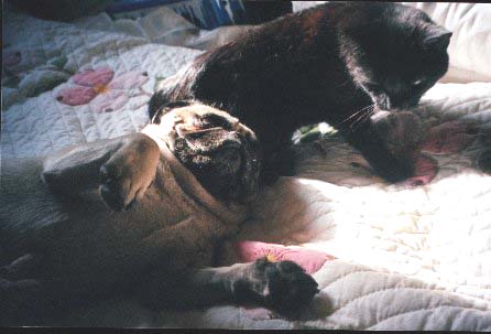 Tiberius and Midnight