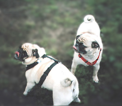 Ottawa PugNic re-union: brothers Tiberius and Otis