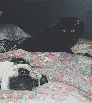 The cat wants to move. The pug wonders.