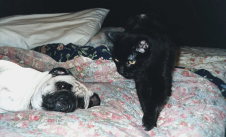 The cat moves. The pug dozes off again.