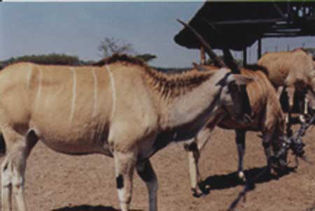 ELAND