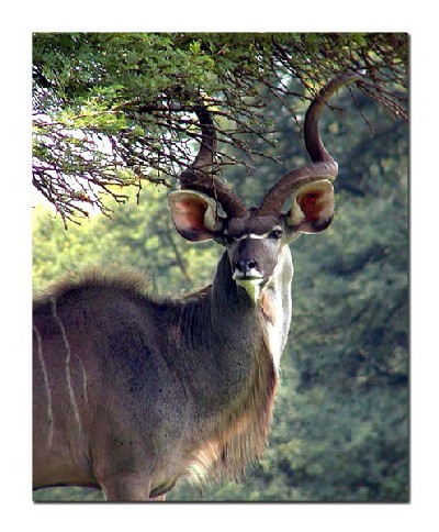 Kudu