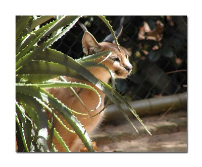 caracal
