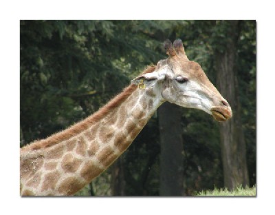 giraffe