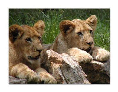 lioncubs