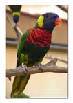 lorikeet