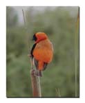 redbishop