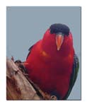 redlorikeet