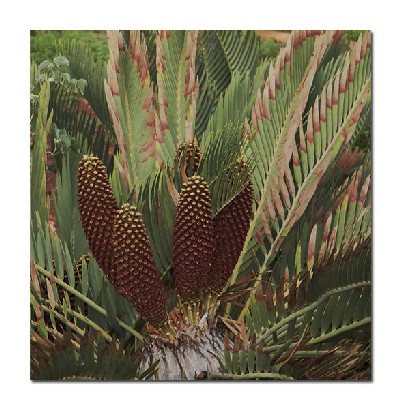 cycad