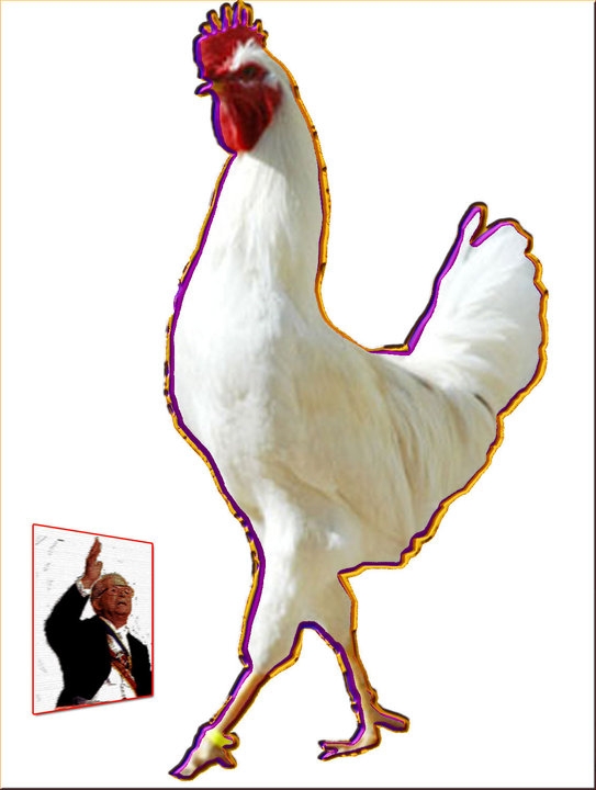 GALLO BLANCO-COLORAO