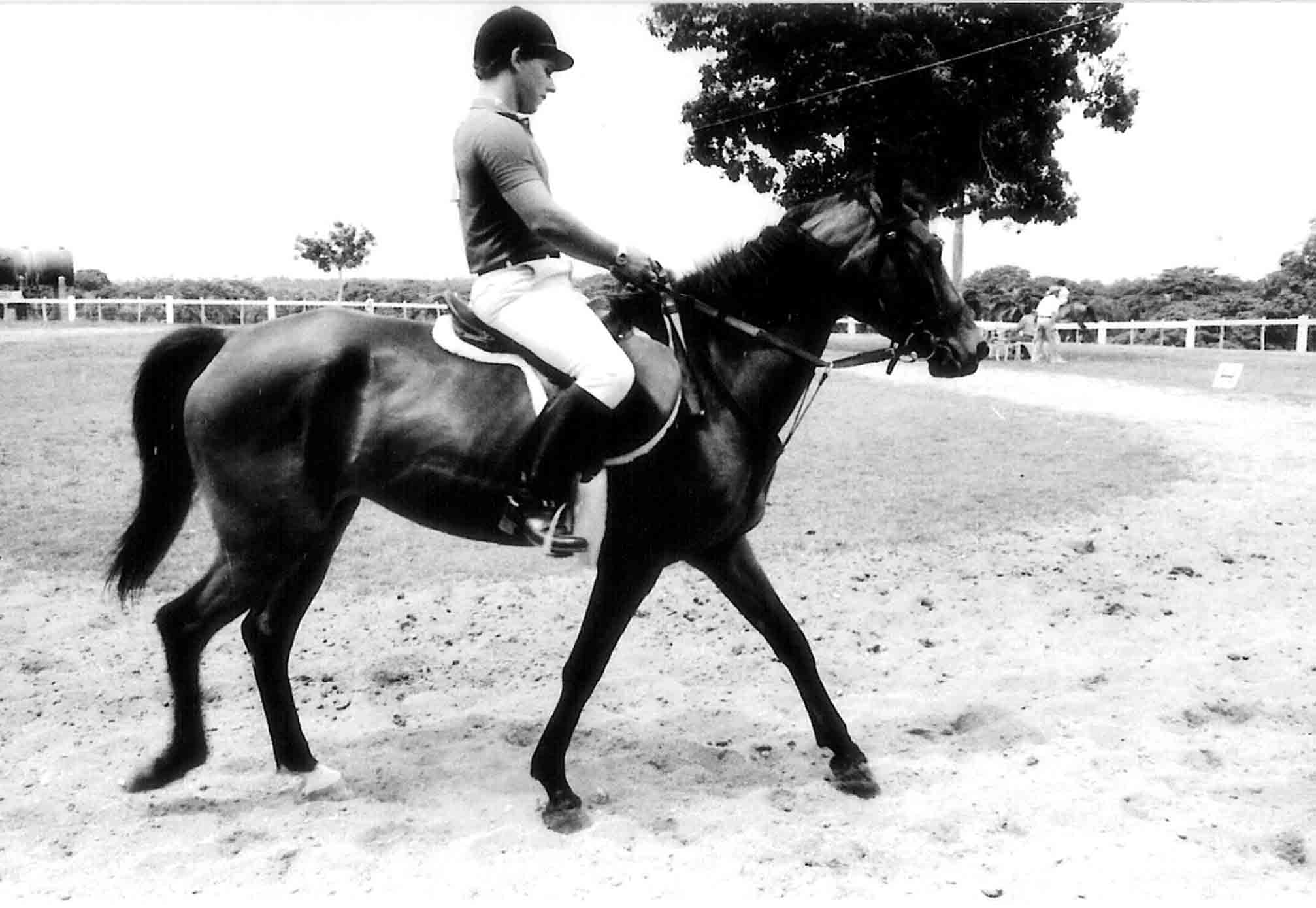 ( �) -Studie-FOTO-Sport-M. L. B -1978-Disziplin:Reitsport-fashion-Aufgaben:HOP-HOP mit Hindernissen-FELD CROSS-training-anderen-Szenario: Haras National-SANTO DOMINGO Nord und der Dominikanischen Republik. -Optik:50 MM-TELEOBJEKTIV VIVITAR 135MM-FORMAT:35 MM-8 X 10 WEB-fotografische Technik: ORIGINAL schwarz/wei� Film:TRI-X-ASA-400 (PLUS) -URBAN SIGNAL Nr. 01-A-KAMERA: Minolta SR-T101 Typ 35 mm SLR-objektiv Minolta SR - Bajonett (m gekoppelt) -Fokus: Manuell, micro Prisma mit Fresnel Linse zur Verf�gung gestellt in SLR-finder - TTL-Belichtungsmesser, manuell Blende und Verschlusszeit (Gl�hlampe, 1 bis 1/1000 Sekunde) -Der Blitz cold shoe, RP & 1/60 sek X-sync-Abmessungen 51 x 86 x 136 mm, 560 g- (DMT) -( DIGITAL MOVIE �BERGANG).