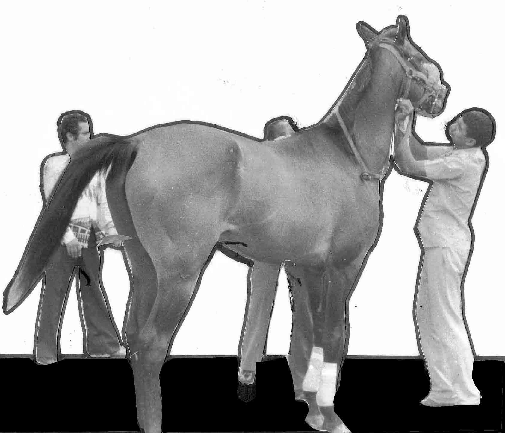 EL CAMPEON DEL PISTA DEL HIPODROMO PERLA ANTILLANA LIC.FELO FLORES Y SU ULTIMA EXHIBICION HIPICA DESPUES DE SU RETIRO EN EL PERLA ANTILLANA A&Ntilde;O 1972.