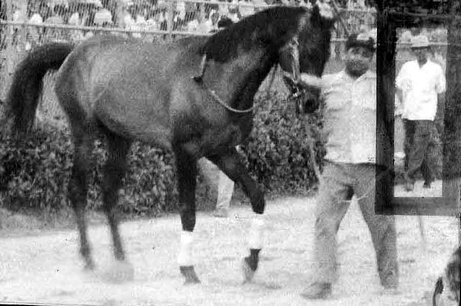 EL CAMPEON DEL PISTA DEL HIPODROMO PERLA ANTILLANA LIC.FELO FLORES Y SU ULTIMA EXHIBICION HIPICA DESPUES DE SU RETIRO EN EL PERLA A&Ntilde;O 1972.