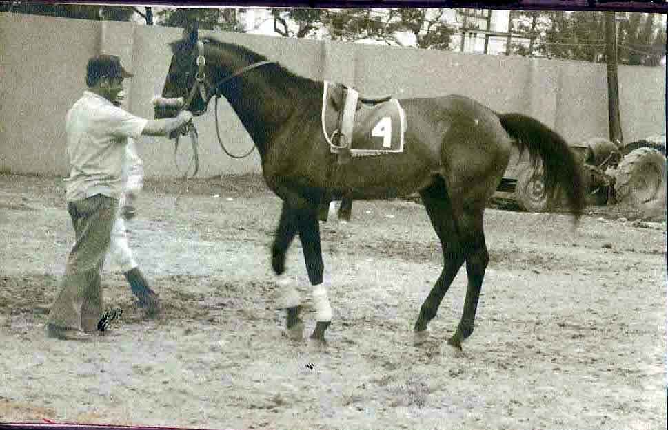 EL CAMPEON DEL PISTA DEL HIPODROMO PERLA ANTILLANA LIC.FELO FLORES Y SU ULTIMA EXHIBICION HIPICA DESPUES DE SU RETIRO EN EL PERLA ANTILLANA A&Ntilde;O 1972.