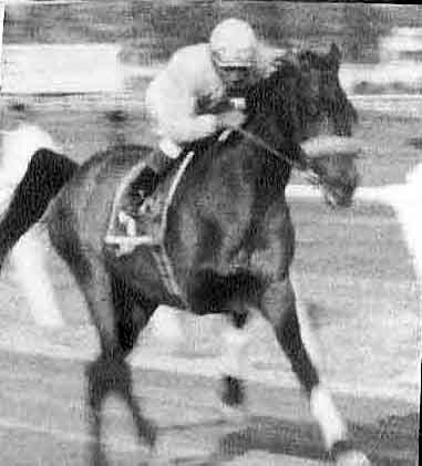 EL CAMPEON DEL PISTA DEL HIPODROMO PERLA ANTILLANA LIC.FELO FLORES Y SU ULTIMA EXHIBICION HIPICA DESPUES DE SU RETIRO EN EL PERLA ANTILLANA A&Ntilde;O 1972.