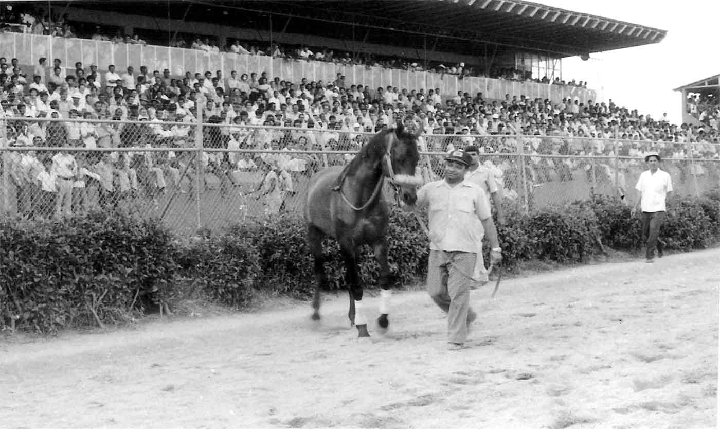EL CAMPEON DEL PISTA DEL HIPODROMO PERLA ANTILLANA LIC.FELO FLORES Y SU ULTIMA EXHIBICION HIPICA DESPUES DE SU RETIRO EN EL PERLA ANTILLANA A&Ntilde;O 1972.