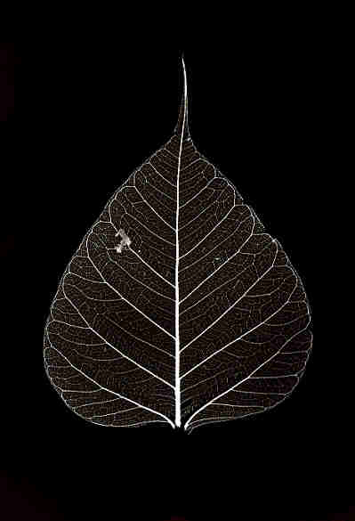 CLICK HERE TO ENTER SITE