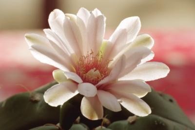 Cactus Flower 1