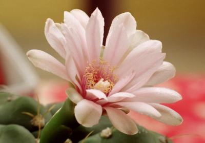 Cactus Flower 2