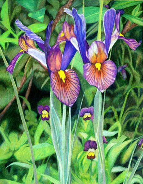 Irises (Untitled)