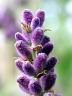 lavendel03.jpg