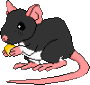 Black Self (eating) - This rat is black, with white underparts.