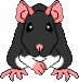 Black Self (sitting) - This rat is black, with white underparts.
