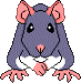 Blue Self (sitting) - This rat is blue, with white underparts. Blue rats are actually a bluish-gray color.