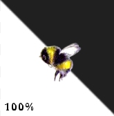 Bee #1