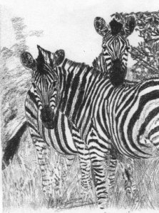 zebra pic