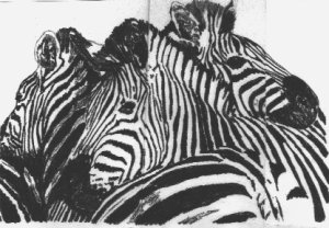 zebra pic