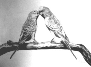 bird pic - A Kiss