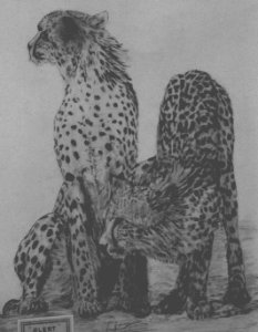 cheetah pic - Alert