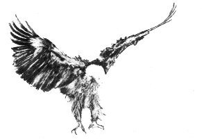 eagle pic - Almost landed