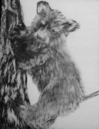 baby bear pic - Refugee