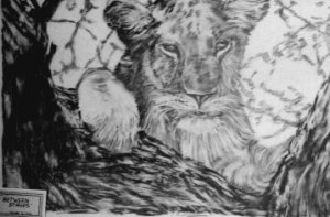 lion pic - Between Stages
