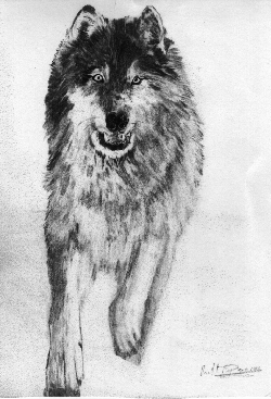 wolf pic
