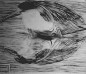 various species pic - Doublevision