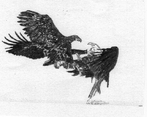 eagle pic