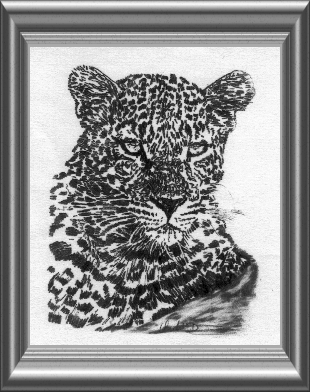 leopard pic