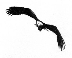 eagle
