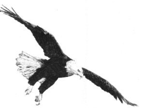 eagle landing