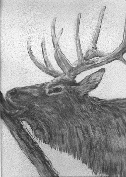 Elk pic